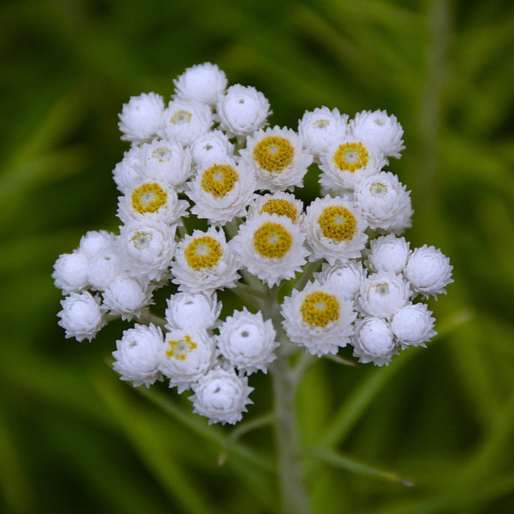 Anaphalis margaritacea