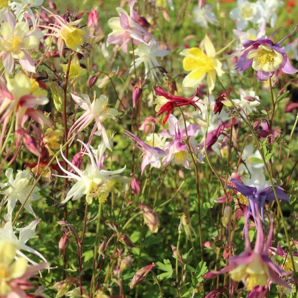 Ancolie des géants mélange 'Mc Kana'