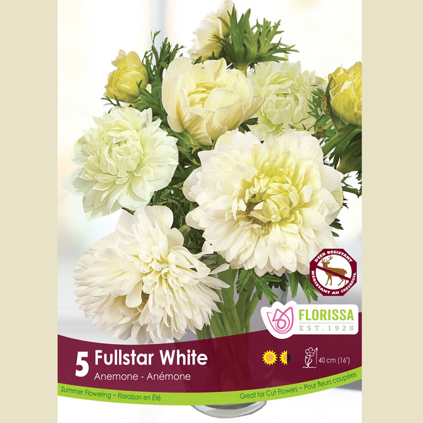 Anemone Fullstar 'White' (5 bulbs)