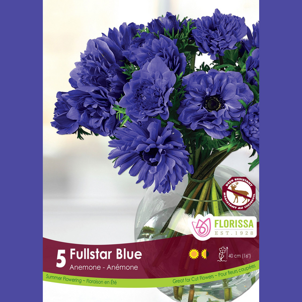 Anémone Fullstar 'Bleu' (5 bulbes)