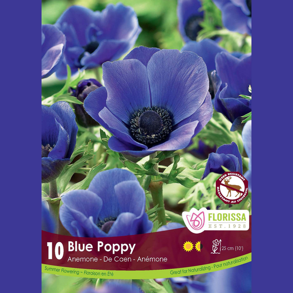 Anémone 'Blue Poppy' (10 bulbes)