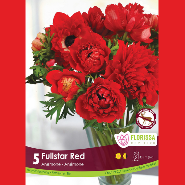 Anemone Fullstar 'Red' (5 bulbs)