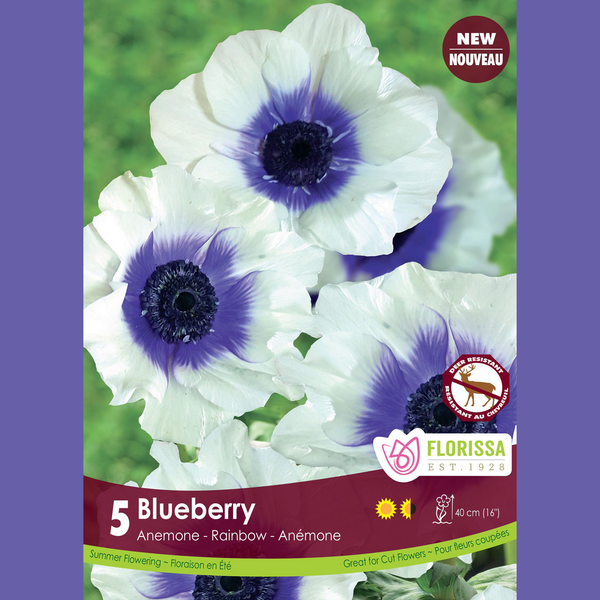 Anemone 'Rainbow Blueberry' (5 bulbs)