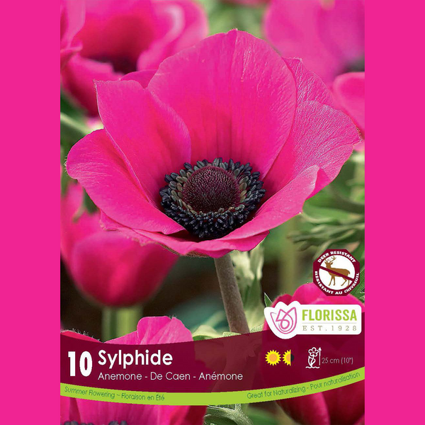 Anemone 'Sylphide' (10 bulbs)