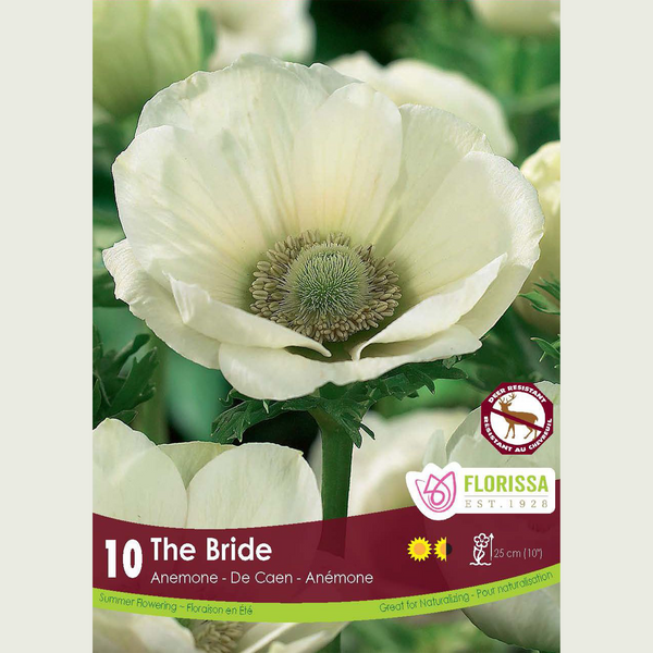 Anemone 'The Bride' (10 bulbs)