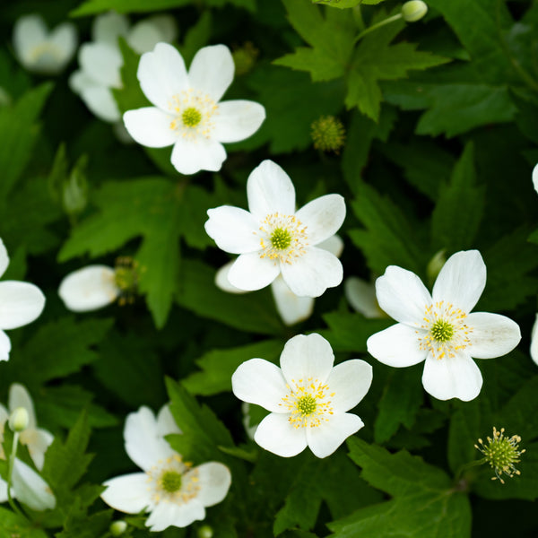  Canadian Anemone