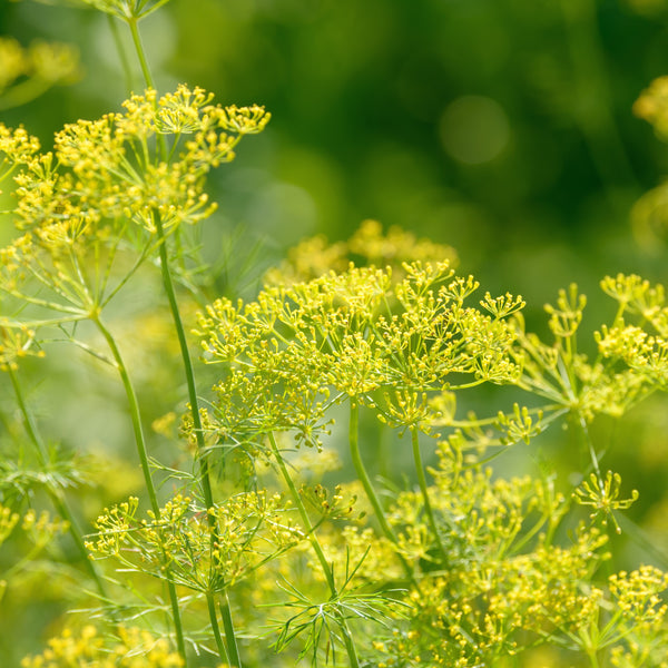 Dill 'Bouquet' organic