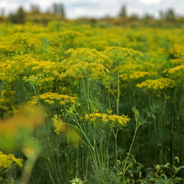 Dill 'Fernleaf'