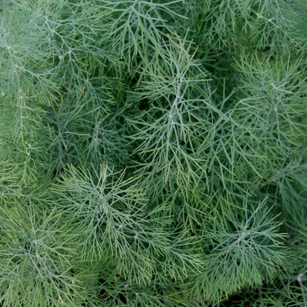 Organic garden dill