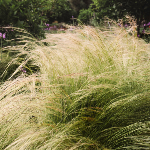 Ornamental Grass 'Angels Hair'