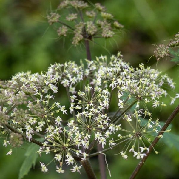 Angelica atropurpurea