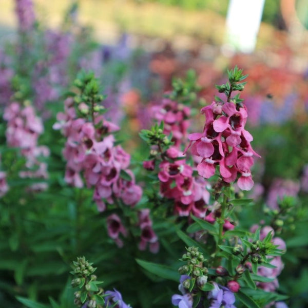 Angelonia 'Serenita Pink' 