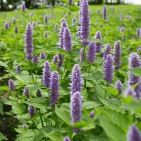 American Anise Hyssop organic