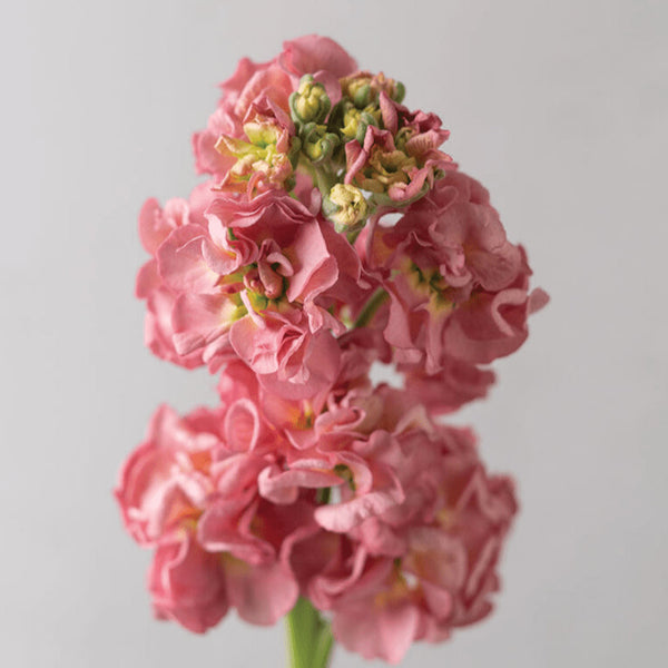 Organic 'Antique Rose' Wallflower