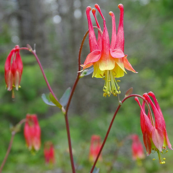 Canada Columbine  ( Aquilegia canadensis )