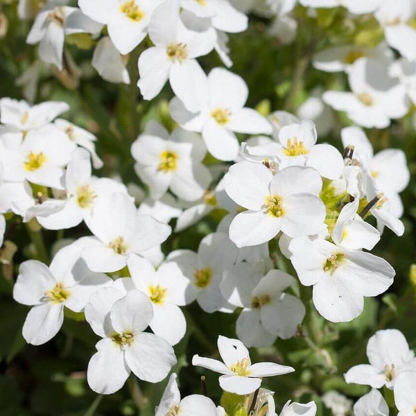 Arabis caucasica 'Calotte Neigeuse'