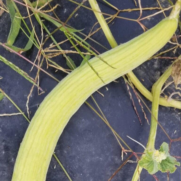 Armenian Cucumber Mix Organic 