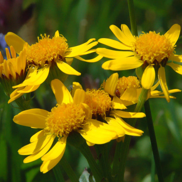 Organic Arnica Americana