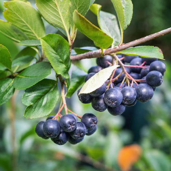 Aronia melanocarpa