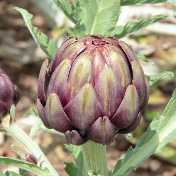 Artichoke 'Amethyst' F1