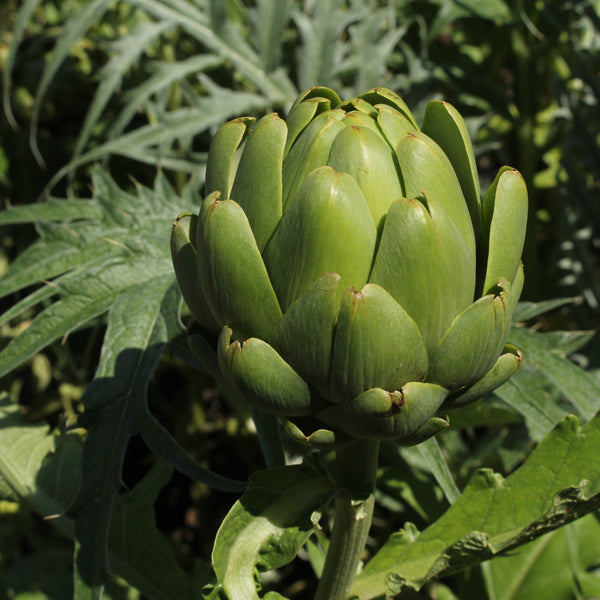 Artichoke 'Imperial Star'