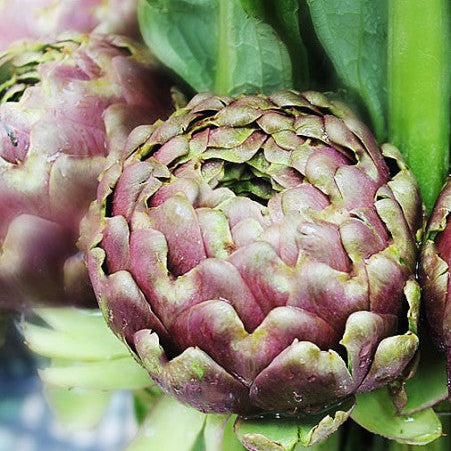 Artichaut 'Romanesco'