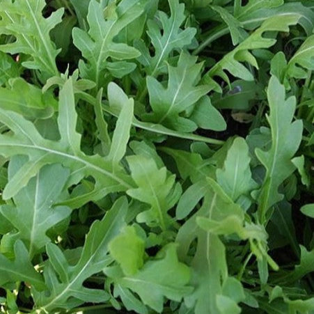 Arugula 'Da Orto'