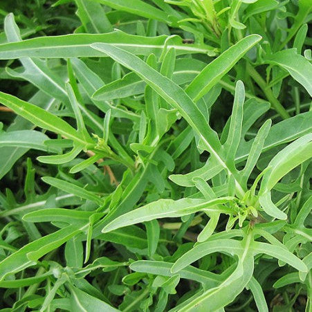 Wild Arugula