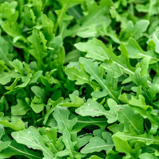 Arugula 'Astro' organic