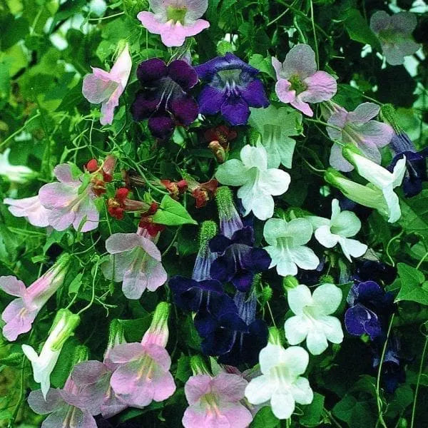 Asarine grimpante 'Mélange'