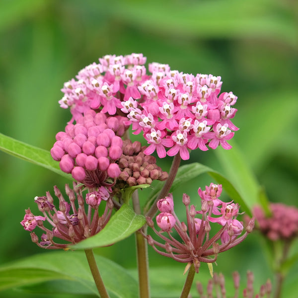 Swamp Milkweed