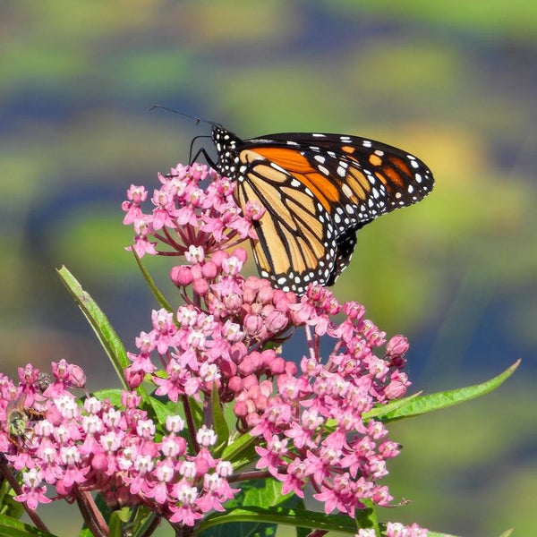 Asclepias incarnata