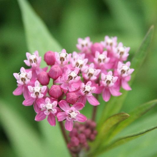 Swamp Milkweed  ( Asclepias incarnata )