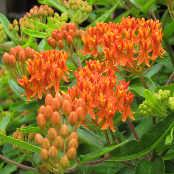 Butterfly Weed