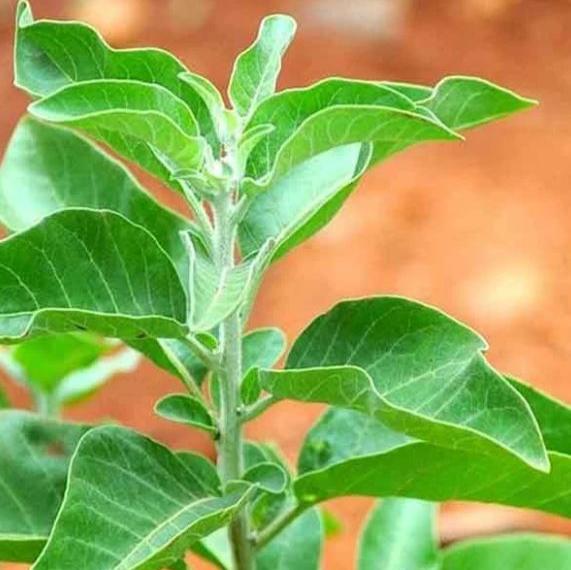 Organic Ashwagandha