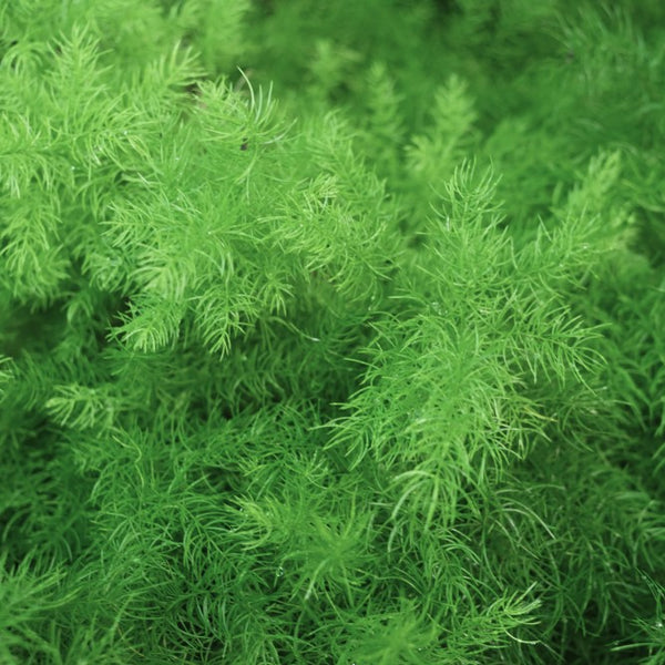 Asparagus 'FuzzyFern Frizz'