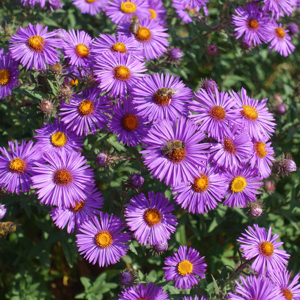 Aster de la Nouvelle-Angleterre