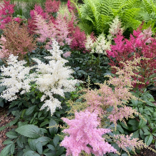 Astilbe 'Rhapsody Mix'