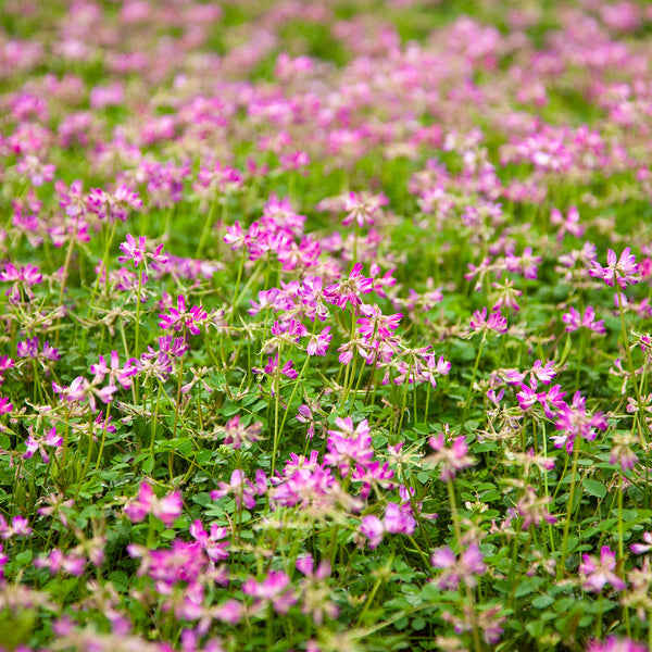 Organic Astragalus