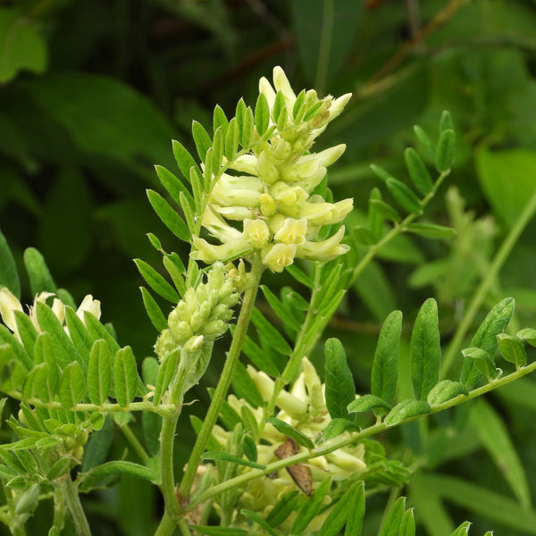 Canada milk vetch