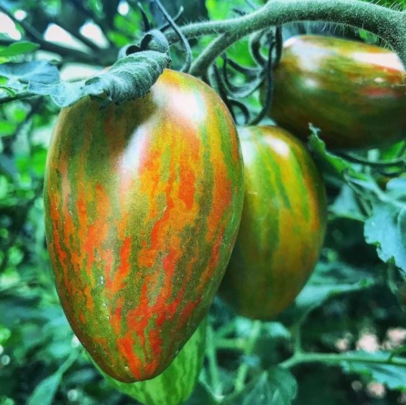 Grape tomato 'Atomic' organic