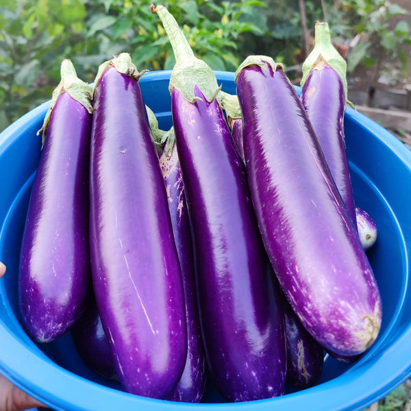 Aubergine 'Purple Shine' F1