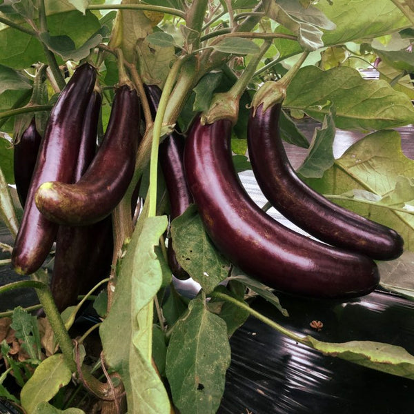 Organic 'Little Finger' eggplant