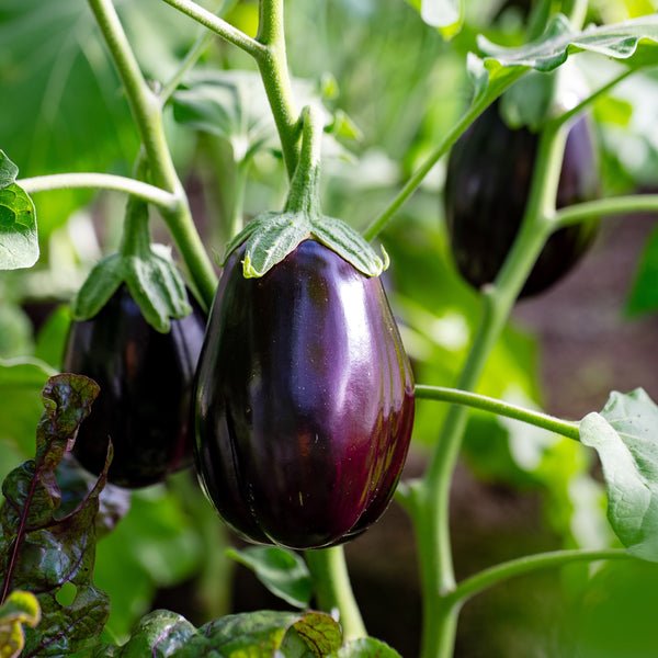 Aubergine 'Night Shadow' F1