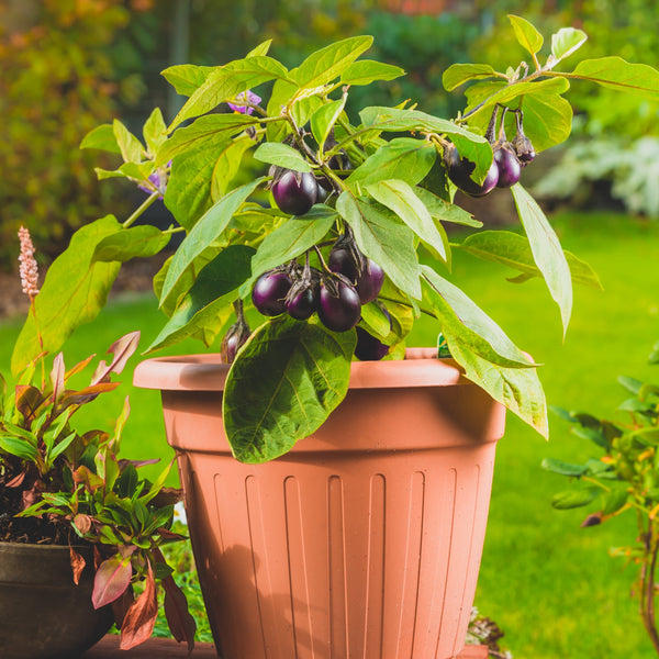 Aubergine 'Patio Baby' F1