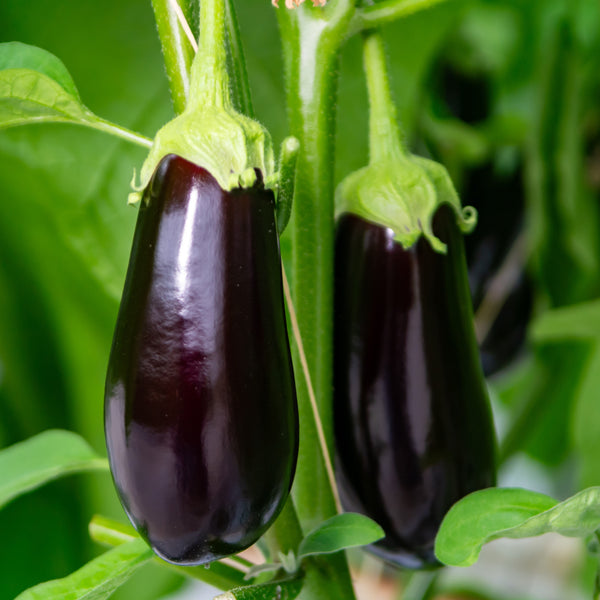 Aubergine 'Traviata'