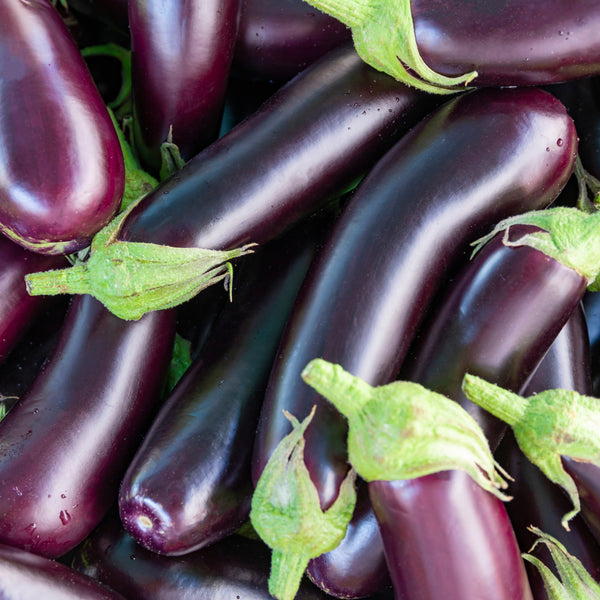 Aubergine 'Longue violette 3'