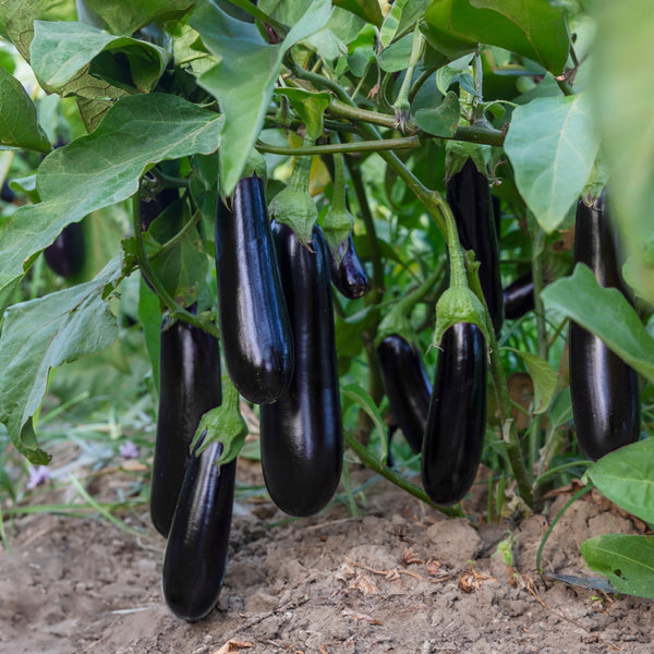 Aubergine  'Mezza Lunga'