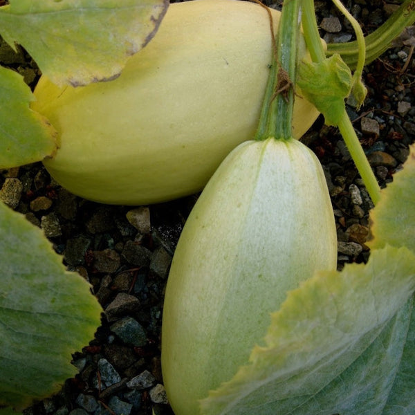 'Spaghetti' squash