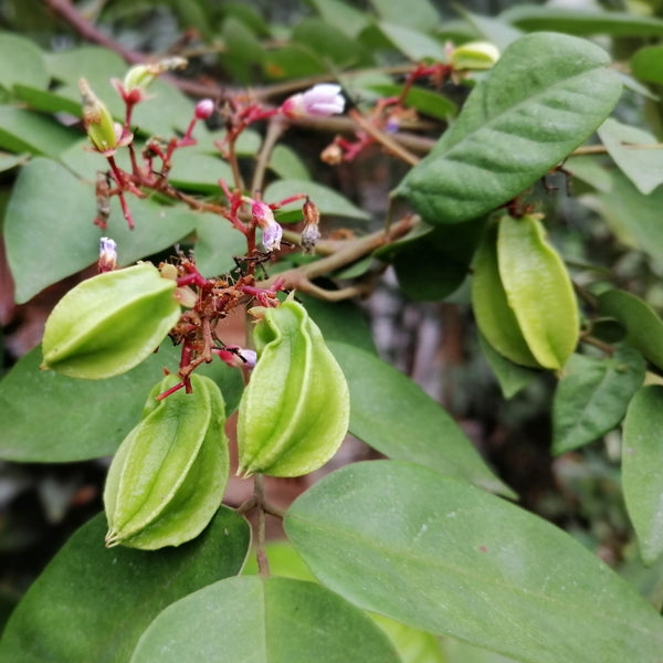 Carambola tree